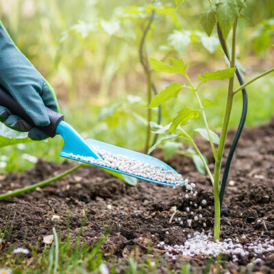 Tomato Fertilizers – Uses, Benefits, and Costs